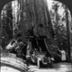 Wawona Tunnel Tree, el árbol al que imitaba el Pioneer Cabin para atraer turistas